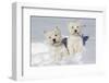 West Highland Terrier(S) in Snow, Vernon, Connecticut, USA-Lynn M^ Stone-Framed Premium Photographic Print
