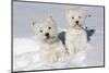 West Highland Terrier(S) in Snow, Vernon, Connecticut, USA-Lynn M^ Stone-Mounted Premium Photographic Print