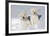 West Highland Terrier(S) in Snow, Vernon, Connecticut, USA-Lynn M^ Stone-Framed Photographic Print