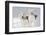 West Highland Terrier(S) in Snow, Vernon, Connecticut, USA-Lynn M^ Stone-Framed Photographic Print