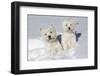 West Highland Terrier(S) in Snow, Vernon, Connecticut, USA-Lynn M^ Stone-Framed Photographic Print