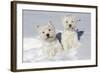 West Highland Terrier(S) in Snow, Vernon, Connecticut, USA-Lynn M^ Stone-Framed Photographic Print