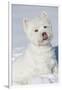 West Highland Terrier(S) in Snow, Vernon, Connecticut, USA-Lynn M^ Stone-Framed Photographic Print