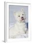 West Highland Terrier(S) in Snow, Vernon, Connecticut, USA-Lynn M^ Stone-Framed Photographic Print