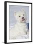 West Highland Terrier(S) in Snow, Vernon, Connecticut, USA-Lynn M^ Stone-Framed Photographic Print