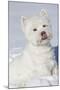 West Highland Terrier(S) in Snow, Vernon, Connecticut, USA-Lynn M^ Stone-Mounted Photographic Print