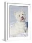 West Highland Terrier(S) in Snow, Vernon, Connecticut, USA-Lynn M^ Stone-Framed Photographic Print