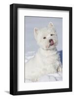 West Highland Terrier(S) in Snow, Vernon, Connecticut, USA-Lynn M^ Stone-Framed Photographic Print