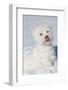 West Highland Terrier(S) in Snow, Vernon, Connecticut, USA-Lynn M^ Stone-Framed Photographic Print