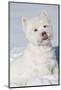West Highland Terrier(S) in Snow, Vernon, Connecticut, USA-Lynn M^ Stone-Mounted Photographic Print