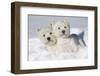 West Highland Terrier(S) in Snow, Vernon, Connecticut, USA-Lynn M^ Stone-Framed Photographic Print