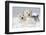 West Highland Terrier(S) in Snow, Vernon, Connecticut, USA-Lynn M^ Stone-Framed Photographic Print