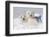 West Highland Terrier(S) in Snow, Vernon, Connecticut, USA-Lynn M^ Stone-Framed Photographic Print