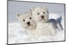 West Highland Terrier(S) in Snow, Vernon, Connecticut, USA-Lynn M^ Stone-Mounted Photographic Print