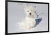 West Highland Terrier(S) in Snow, Vernon, Connecticut, USA-Lynn M^ Stone-Framed Photographic Print