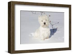 West Highland Terrier(S) in Snow, Vernon, Connecticut, USA-Lynn M^ Stone-Framed Photographic Print