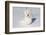West Highland Terrier(S) in Snow, Vernon, Connecticut, USA-Lynn M^ Stone-Framed Photographic Print