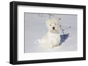 West Highland Terrier(S) in Snow, Vernon, Connecticut, USA-Lynn M^ Stone-Framed Photographic Print