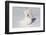 West Highland Terrier(S) in Snow, Vernon, Connecticut, USA-Lynn M^ Stone-Framed Photographic Print