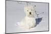 West Highland Terrier(S) in Snow, Vernon, Connecticut, USA-Lynn M^ Stone-Mounted Photographic Print