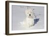 West Highland Terrier(S) in Snow, Vernon, Connecticut, USA-Lynn M^ Stone-Framed Photographic Print