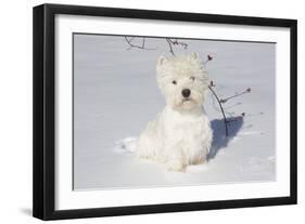 West Highland Terrier(S) in Snow, Vernon, Connecticut, USA-Lynn M^ Stone-Framed Photographic Print