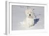 West Highland Terrier(S) in Snow, Vernon, Connecticut, USA-Lynn M^ Stone-Framed Photographic Print