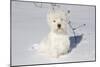 West Highland Terrier(S) in Snow, Vernon, Connecticut, USA-Lynn M^ Stone-Mounted Photographic Print