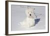 West Highland Terrier(S) in Snow, Vernon, Connecticut, USA-Lynn M^ Stone-Framed Photographic Print