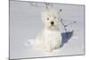 West Highland Terrier(S) in Snow, Vernon, Connecticut, USA-Lynn M^ Stone-Mounted Photographic Print