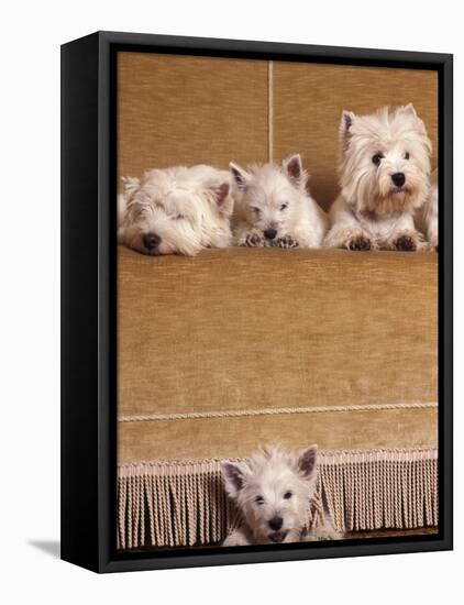 West Highland Terrier / Westie Family Sitting on Couch, One Peeping Our from Under the Couch-Adriano Bacchella-Framed Stretched Canvas