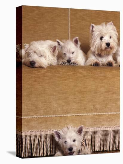West Highland Terrier / Westie Family Sitting on Couch, One Peeping Our from Under the Couch-Adriano Bacchella-Stretched Canvas