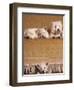 West Highland Terrier / Westie Family Sitting on Couch, One Peeping Our from Under the Couch-Adriano Bacchella-Framed Premium Photographic Print