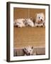 West Highland Terrier / Westie Family Sitting on Couch, One Peeping Our from Under the Couch-Adriano Bacchella-Framed Photographic Print