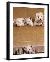 West Highland Terrier / Westie Family Sitting on Couch, One Peeping Our from Under the Couch-Adriano Bacchella-Framed Photographic Print