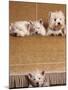 West Highland Terrier / Westie Family Sitting on Couch, One Peeping Our from Under the Couch-Adriano Bacchella-Mounted Photographic Print