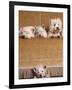 West Highland Terrier / Westie Family Sitting on Couch, One Peeping Our from Under the Couch-Adriano Bacchella-Framed Photographic Print