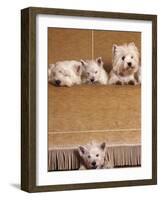 West Highland Terrier / Westie Family Sitting on Couch, One Peeping Our from Under the Couch-Adriano Bacchella-Framed Photographic Print