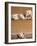 West Highland Terrier / Westie Family Sitting on Couch, One Peeping Our from Under the Couch-Adriano Bacchella-Framed Photographic Print