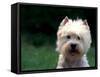 West Highland Terrier / Westie Panting-Adriano Bacchella-Framed Stretched Canvas