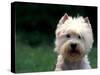 West Highland Terrier / Westie Panting-Adriano Bacchella-Stretched Canvas