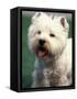 West Highland Terrier / Westie Panting-Adriano Bacchella-Framed Stretched Canvas
