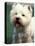 West Highland Terrier / Westie Panting-Adriano Bacchella-Stretched Canvas