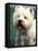 West Highland Terrier / Westie Panting-Adriano Bacchella-Framed Stretched Canvas