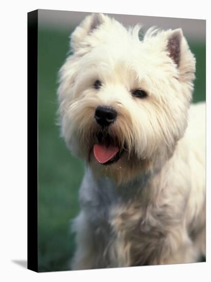 West Highland Terrier / Westie Panting-Adriano Bacchella-Stretched Canvas