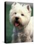 West Highland Terrier / Westie Panting-Adriano Bacchella-Stretched Canvas