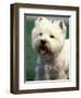 West Highland Terrier / Westie Panting-Adriano Bacchella-Framed Premium Photographic Print