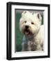 West Highland Terrier / Westie Panting-Adriano Bacchella-Framed Premium Photographic Print