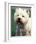 West Highland Terrier / Westie Panting-Adriano Bacchella-Framed Premium Photographic Print