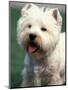 West Highland Terrier / Westie Panting-Adriano Bacchella-Mounted Premium Photographic Print